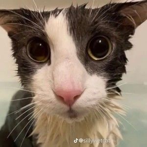 Meet your Posher, Freddie